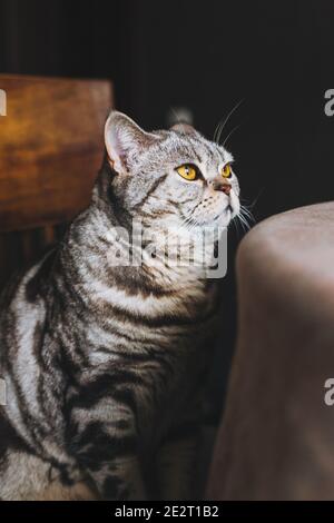 Portrait einer lustigen Katze (Scottish Straight Breed), sitzend am Tisch, dunkler Hintergrund. Tabby graue Katze. Stockfoto