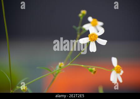 Shallow Focus Aufnahme von Wildblumen im lebhaften Hintergrund Stockfoto