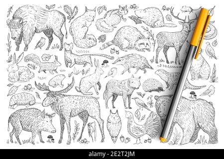 Wald wilde Tiere Doodle Set. Sammlung von handgezeichneten Hirsch Fuchs Bär Kaninchen Eichhörnchen Waschbär Büffel Igel leben in der wilden Natur isoliert auf transparentem Hintergrund. Darstellung von Tieren Stock Vektor