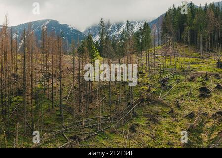 Tatra Berge Landschaft mit Kiefernwald und Berge auf einem Hintergrund Stockfoto
