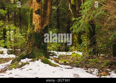 Baumlandschaft mit Stamm und Wurzeln, die sich auf dem Boden ausbreiten Und nebligen Natur Hintergrund Stockfoto