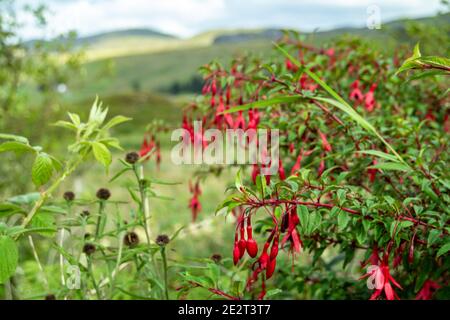 Wildblume Fuchsia wächst in der Grafschaft Donegal - Irland. Stockfoto