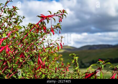 Wildblume Fuchsia wächst in der Grafschaft Donegal - Irland. Stockfoto