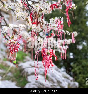 Weiße und rote bulgarische Martenitsa Armbänder, hängend auf dem Zweig der Frühlingsblüte Baum Stockfoto