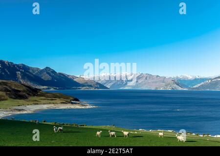 Neuseeland, Südinsel, Otago: Lake Wanaka Stockfoto