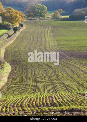 Feld in der Nähe von Magor Monmouthshire. Stockfoto