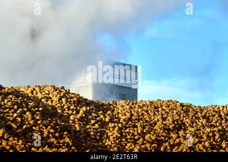 Uelzen, 18. Dezember 2020: Riesiger Zuckerrübenhaufen in der Nordzucker-Zuckerfabrik Stockfoto