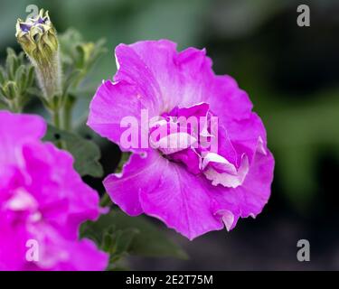 Petunia Doppelrose mit den größten duftenden Blüten Stockfoto