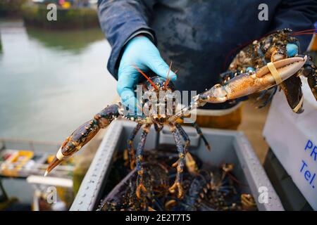 Pittenweem, Schottland, Großbritannien. 15. Januar 2021. Frische Meeresfrüchte, Krabben und Hummer landeten heute Morgen im Hafen von Pittenweem in Fife. Fischer Nick Irvine hat zwei Boote, die Muscheln, Garnelen, Samtkrabben, braune Krabben und Hummer fangen. Ein großer Teil seines Fisches wird nach Asien exportiert und ist zu dieser Zeit des Jahres wegen des bevorstehenden chinesischen Neujahrs beschäftigt, das Nachfrage und Preise erhöht. Dies hat dazu beigetragen, die Probleme bei der Ausfuhr in die EU aufgrund neuer Vorschriften auszugleichen. PIC; Nick Irvine hält einen frischen Hummer, der gerade gelandet ist. Iain Masterton/Alamy Live News Stockfoto