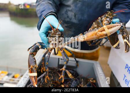 Pittenweem, Schottland, Großbritannien. 15. Januar 2021. Frische Meeresfrüchte, Krabben und Hummer landeten heute Morgen im Hafen von Pittenweem in Fife. Fischer Nick Irvine hat zwei Boote, die Muscheln, Garnelen, Samtkrabben, braune Krabben und Hummer fangen. Ein großer Teil seines Fisches wird nach Asien exportiert und ist zu dieser Zeit des Jahres wegen des bevorstehenden chinesischen Neujahrs beschäftigt, das Nachfrage und Preise erhöht. Dies hat dazu beigetragen, die Probleme bei der Ausfuhr in die EU aufgrund neuer Vorschriften auszugleichen. PIC; Nick Irvine hält einen frischen Hummer, der gerade gelandet ist. Iain Masterton/Alamy Live News Stockfoto