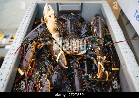 Pittenweem, Schottland, Großbritannien. 15. Januar 2021. Frische Meeresfrüchte, Krabben und Hummer landeten heute Morgen im Hafen von Pittenweem in Fife. Fischer Nick Irvine hat zwei Boote, die Muscheln, Garnelen, Samtkrabben, braune Krabben und Hummer fangen. Ein großer Teil seines Fisches wird nach Asien exportiert und ist zu dieser Zeit des Jahres wegen des bevorstehenden chinesischen Neujahrs beschäftigt, das Nachfrage und Preise erhöht. Dies hat dazu beigetragen, die Probleme bei der Ausfuhr in die EU aufgrund neuer Vorschriften auszugleichen. PIC; Kasten mit Hummer. Iain Masterton/Alamy Live News Stockfoto