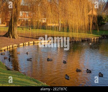 Wigginton Teich im Winter. Die goldenen Wedel einer weinenden Weide spiegeln sich im Wasser, wo Enten herumschwimmen. Eine Wintersonne erleuchtet den fernen BA Stockfoto