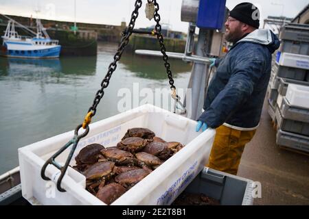 Pittenweem, Schottland, Großbritannien. 15. Januar 2021. Frische Meeresfrüchte, Krabben und Hummer landeten heute Morgen im Hafen von Pittenweem in Fife. Fischer Nick Irvine hat zwei Boote, die Muscheln, Garnelen, Samtkrabben, braune Krabben und Hummer fangen. Ein großer Teil seines Fisches wird nach Asien exportiert und ist zu dieser Zeit des Jahres wegen des bevorstehenden chinesischen Neujahrs beschäftigt, das Nachfrage und Preise erhöht. Dies hat dazu beigetragen, die Probleme bei der Ausfuhr in die EU aufgrund neuer Vorschriften auszugleichen. PIC; Landung einer Kiste mit brauner Krabbe. Iain Masterton/Alamy Live News Stockfoto