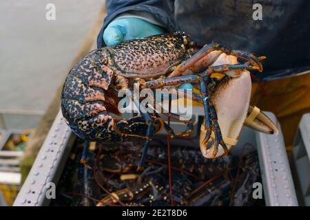 Pittenweem, Schottland, Großbritannien. 15. Januar 2021. Frische Meeresfrüchte, Krabben und Hummer landeten heute Morgen im Hafen von Pittenweem in Fife. Fischer Nick Irvine hat zwei Boote, die Muscheln, Garnelen, Samtkrabben, braune Krabben und Hummer fangen. Ein großer Teil seines Fisches wird nach Asien exportiert und ist zu dieser Zeit des Jahres wegen des bevorstehenden chinesischen Neujahrs beschäftigt, das Nachfrage und Preise erhöht. Dies hat dazu beigetragen, die Probleme bei der Ausfuhr in die EU aufgrund neuer Vorschriften auszugleichen. PIC; Nick Irvine hält frischen Hummer. Iain Masterton/Alamy Live News Stockfoto