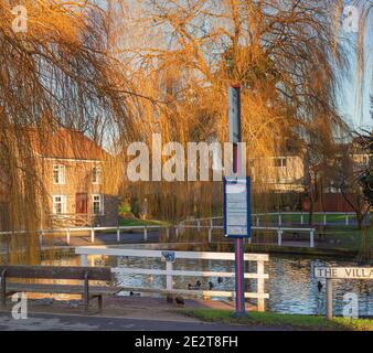 Ein Dorfteich neben einer Bushaltestelle. Eine goldene Trauerweide überreicht die Szene und im Hintergrund gibt es Häuser. Stockfoto