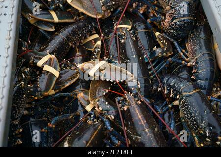 Pittenweem, Schottland, Großbritannien. 15. Januar 2021. Frische Meeresfrüchte, Krabben und Hummer landeten heute Morgen im Hafen von Pittenweem in Fife. Fischer Nick Irvine hat zwei Boote, die Muscheln, Garnelen, Samtkrabben, braune Krabben und Hummer fangen. Ein großer Teil seines Fisches wird nach Asien exportiert und ist zu dieser Zeit des Jahres wegen des bevorstehenden chinesischen Neujahrs beschäftigt, das Nachfrage und Preise erhöht. Dies hat dazu beigetragen, die Probleme bei der Ausfuhr in die EU aufgrund neuer Vorschriften auszugleichen. PIC; Kasten mit Hummer. Iain Masterton/Alamy Live News Stockfoto