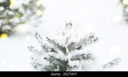Grüner Zweig aus Fichte im Schnee auf einem Schneewittchen Hintergrund Weihnachtsbaum Schnee Stockfoto