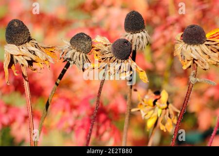 Rudbeckia Samen Köpfe in einem Herbstgarten. Rudbeckia hirta. VEREINIGTES KÖNIGREICH Stockfoto