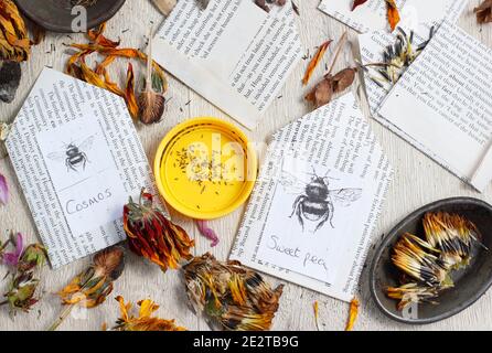 Speichern von Blumensamen in Umschlägen. Einsparung von Samen aus den Schoten und getrockneten Blütenköpfen der süßen Erbsenart, Ringelblume, Aquilegia, Kosmos und Rudbeckia. VEREINIGTES KÖNIGREICH Stockfoto