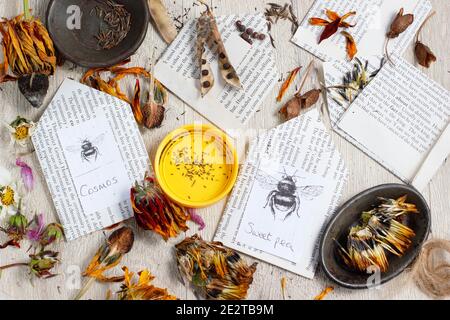 Speichern von Blumensamen in Umschlägen. Einsparung von Samen aus den Schoten und getrockneten Blütenköpfen der süßen Erbsenart, Ringelblume, Aquilegia, Kosmos und Rudbeckia. VEREINIGTES KÖNIGREICH Stockfoto