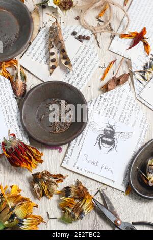 Speichern von Blumensamen in Umschlägen. Einsparung von Samen aus den Schoten und getrockneten Blütenköpfen der süßen Erbsenart, Ringelblume, Aquilegia, Kosmos und Rudbeckia. VEREINIGTES KÖNIGREICH Stockfoto