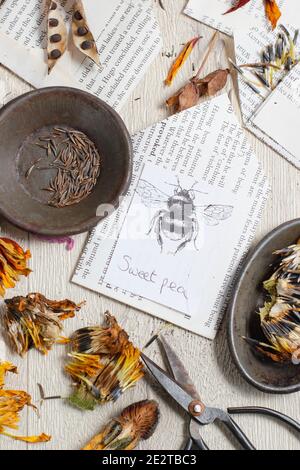 Speichern von Blumensamen in Umschlägen. Einsparung von Samen aus den Schoten und getrockneten Blütenköpfen der süßen Erbsenart, Ringelblume, Aquilegia, Kosmos und Rudbeckia. VEREINIGTES KÖNIGREICH Stockfoto