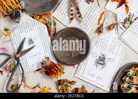 Speichern von Blumensamen in Umschlägen. Einsparung von Samen aus den Schoten und getrockneten Blütenköpfen der süßen Erbsenart, Ringelblume, Aquilegia, Kosmos und Rudbeckia. VEREINIGTES KÖNIGREICH Stockfoto