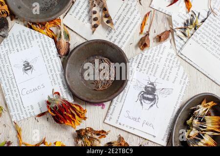 Speichern von Blumensamen in Umschlägen. Einsparung von Samen aus den Schoten und getrockneten Blütenköpfen der süßen Erbsenart, Ringelblume, Aquilegia, Kosmos und Rudbeckia. VEREINIGTES KÖNIGREICH Stockfoto