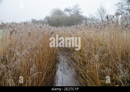 Windle Brook Eccleston im Winter mit reifen Schilf ausgekleidet Stockfoto