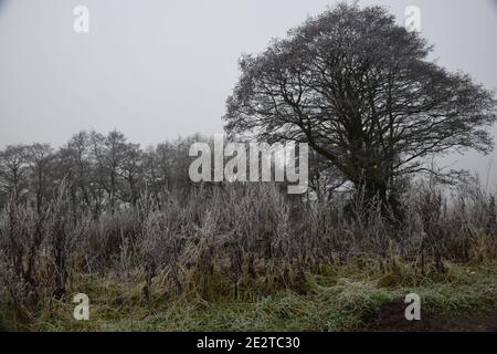 Landschaft Winterszene entlang Windle Brook Eccleston St Helens Merseyside Stockfoto