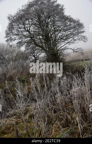 Landschaft Winterszene entlang Windle Brook Eccleston St Helens Merseyside Stockfoto