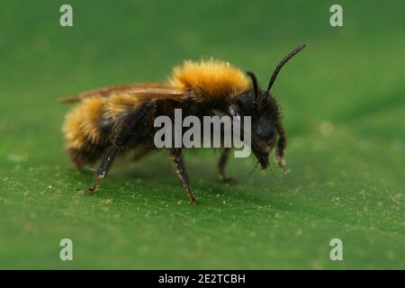 Nahaufnahme einer weiblichen Waldbiene, Andrena fulva auf einem grünen Blatt Stockfoto