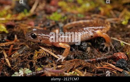 Eine gemeinsame ensatina , Ensatina eschschscholtzii, auf dem Waldboden Stockfoto