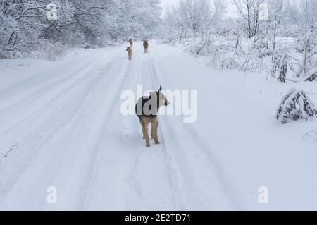 Winterlandschaft mit einer Bande hungriger streunender Hunde Land schneebedeckte Straße Suche etwas zu essen Stockfoto