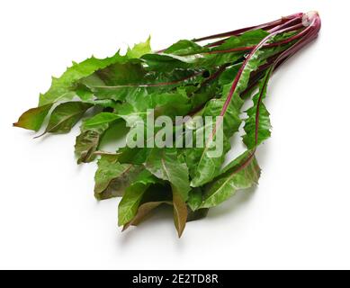 Roter Löwenzahn, italiko rosse, italienische Zichorie Stockfoto