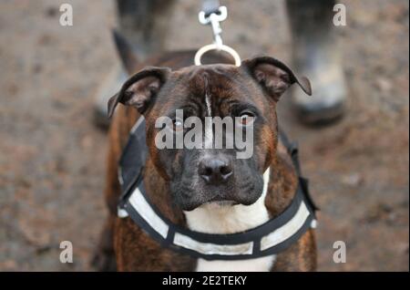 Staffordshire Bull Terrier Hund UK. Stockfoto