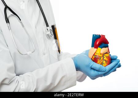 Medizinische Unterstützung für die Herzgesundheit des Menschen. Kardiologe im medizinischen Mantel, der ein anatomisches Modell des menschlichen Herzens in der Hand hält. Isoliert auf weiß Stockfoto