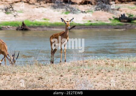 Impala mit Blick auf den Galana River im Tsavo East Park in Kenia Stockfoto