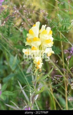 Gewöhnliche Toadflachs-Pflanze Linaria vulgaris blüht mit gelben Blüten Stockfoto