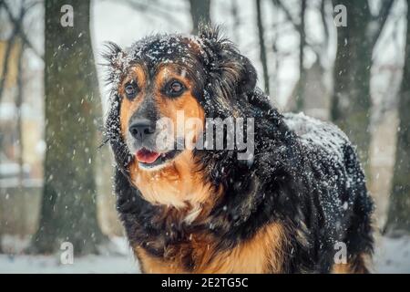 Schönes Porträt eines Hundes im Schnee. Schöner deutscher Schäferhund im Schnee im Winterwald. Stockfoto