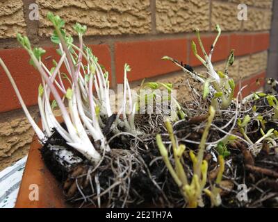 Frühjahrspflanzung im Grün; Nahaufnahme eines Tray von Ranunculus corms mit Schießspitzen und faserigen Wurzeln, bereit für die Pflanzung im frühen Frühjahr. Stockfoto