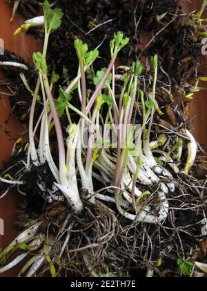 Frühjahrspflanzung im Grün; Nahaufnahme eines Tray von Ranunculus corms mit Schießspitzen und faserigen Wurzeln, bereit für die Pflanzung im frühen Frühjahr. Stockfoto