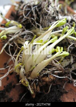 Frühjahrspflanzung im Grün; Nahaufnahme eines Tray von Ranunculus corms mit Schießspitzen und faserigen Wurzeln, bereit für die Pflanzung im frühen Frühjahr. Stockfoto