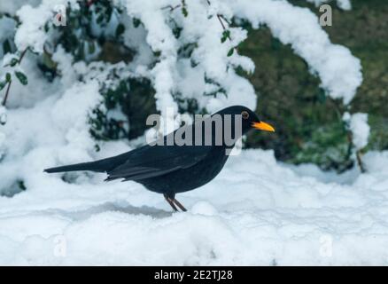 Amsel (Turdus merula) auf Nahrungssuche im Schnee, West Lothian, UK Stockfoto