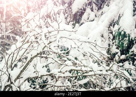 Äste sind mit viel Schnee bedeckt. Schönes Winterfoto von schneebedeckten Bäumen Stockfoto