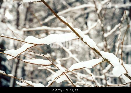 Äste aus der Nähe mit viel Schnee bedeckt. Schöne Winter Foto, Hintergrund Stockfoto
