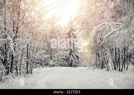 Schöne Winterlandschaft mit schneebedeckten Laubwäldern. Fabelhafter, magischer Winterwald. Stockfoto