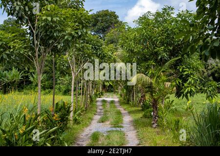 Die Alley in einer tropischen Natur. Stockfoto