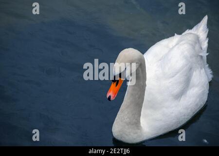 Schöner weißer Schwan, der auf dem Fluss Coln in England schwimmt Stockfoto