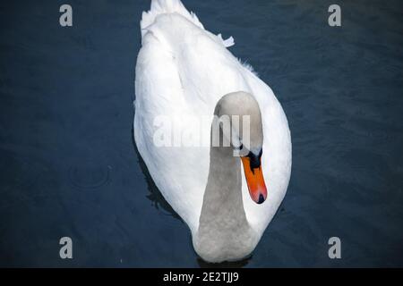 Schöner weißer Schwan, der auf dem Fluss Coln in England schwimmt Stockfoto